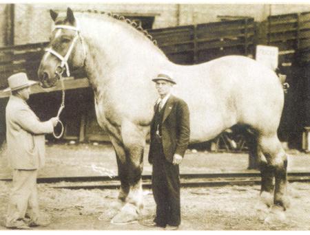 Pictures of the tallest horses in the world