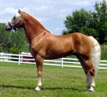 Tyrolean-horse.jpg