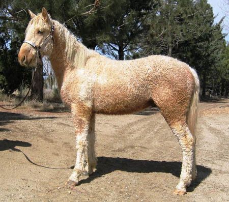 http://www.allhorsebreeds.info/curly-horse-gene.jpg