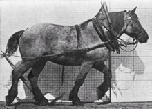 Example of a walking horse
