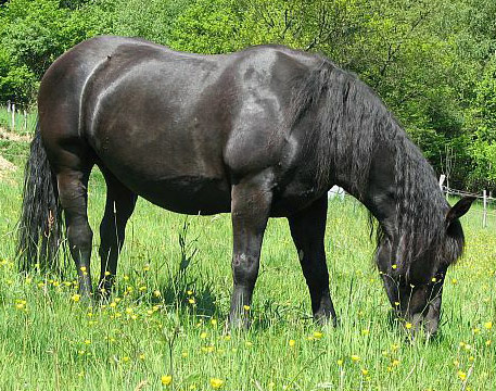 Abtenauer horse breed