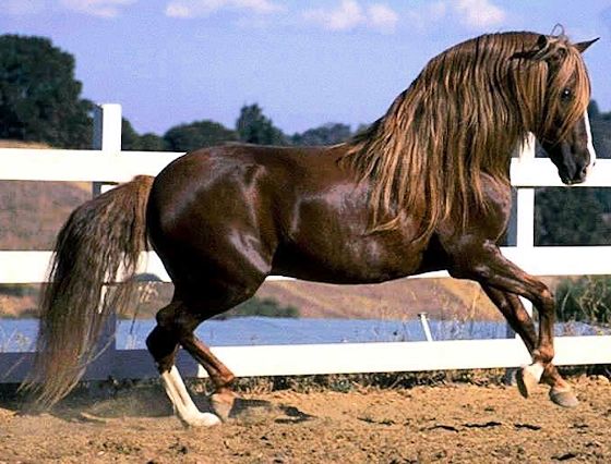Abtenauer horse
