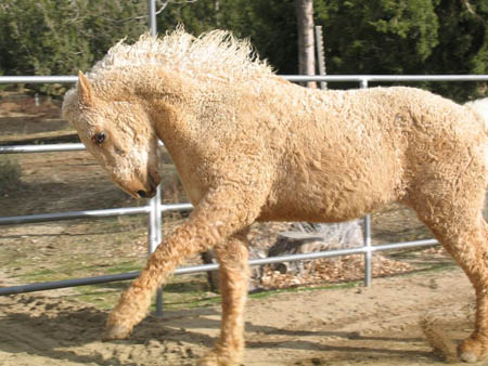 Picture of North American Curly Horse