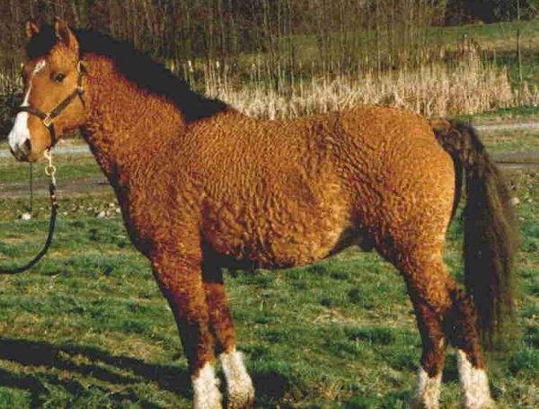 Picture of Bashkir Curlies Horse