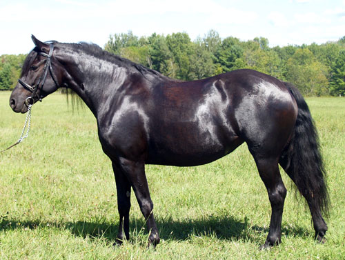 Picture of ferel Canadian mare Canadream Dynamo Sweet Dreams