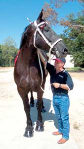 Goliath, 2005 Guiness World Record Tallest Horse