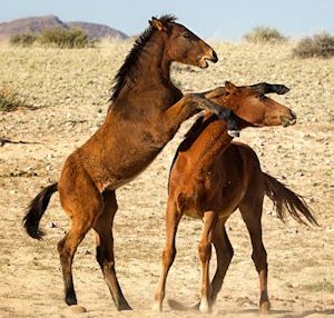 Namib horses