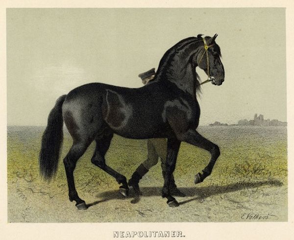 Neapolitan Horse