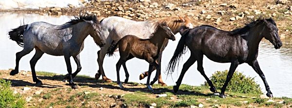 Pryor Mountain Mustangs