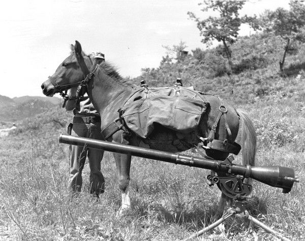 Korean war horse named Reckless