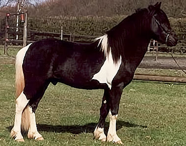 Aegidienberger stallion Rappscheck