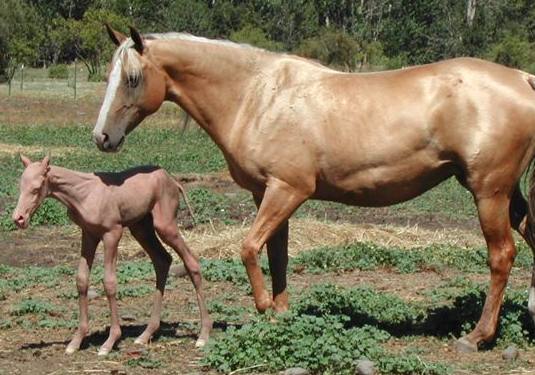 Hairless Akhal-Tele colt caused by a genetic disorder