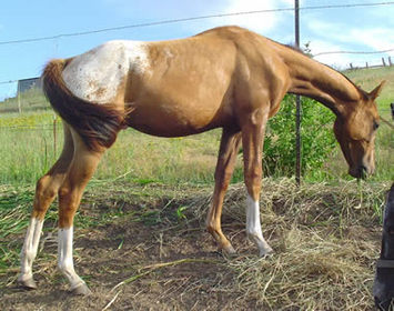 The Nez Perce Horse is a cross-breeding between the Akhal-Teke and the Appaloosa horse.