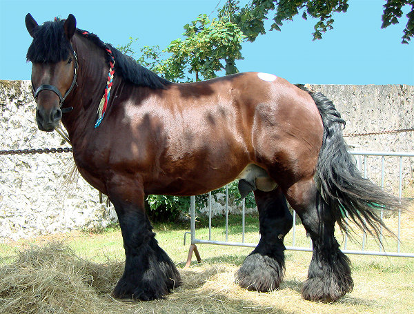 Picture of Ardennes stallion