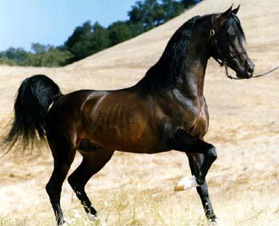 Bay Arabian Horse