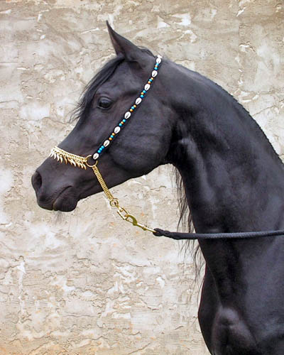 Black Arabian stallion