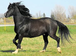 Picture of black Canadian horse