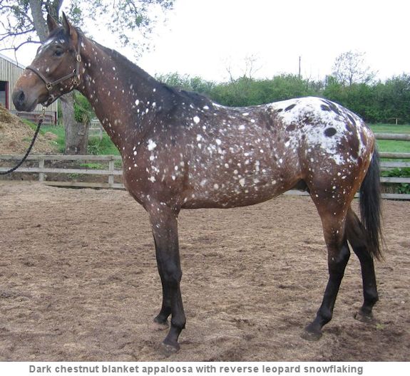 Blanket with reverse leopard snowflakes Appaloosa horse