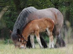Blue roan Abtenauer mare and foal