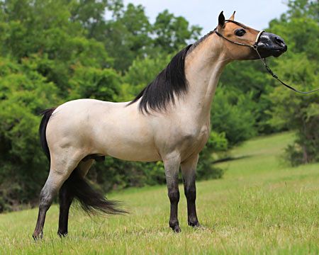 Brumby stallion