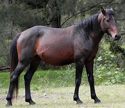 Brumby horse