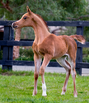 Chestnut Arabian foal