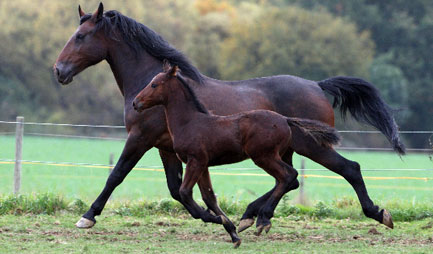 Cleveland Bay mare and colt