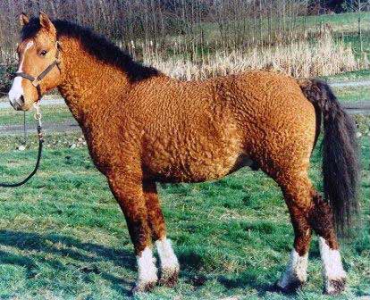 curly horse - This is caused by a curly gene