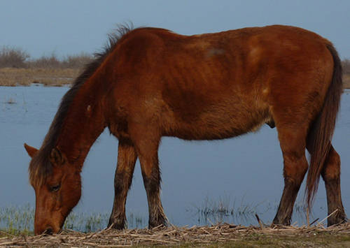 Wild Danube horses picture