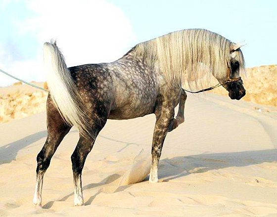 Sabino Arabian Horse