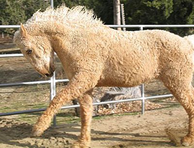 Dominant curly gene in horses