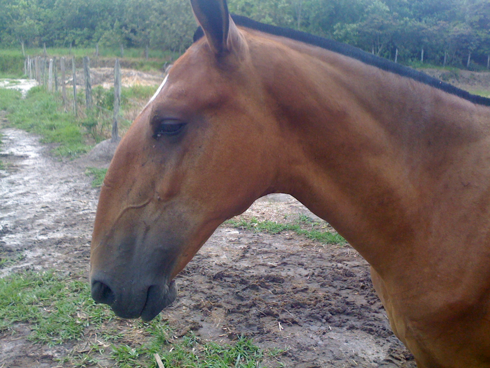 extreme roman nosed Brazilian horse