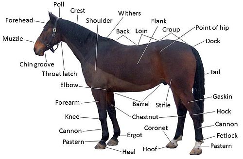 Horse anatomy chart