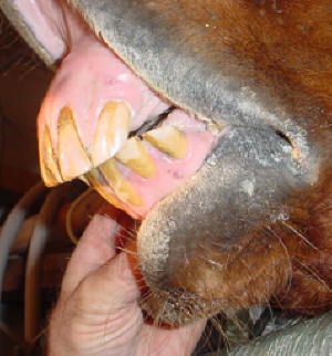 Horse Overbite or parrot jaw