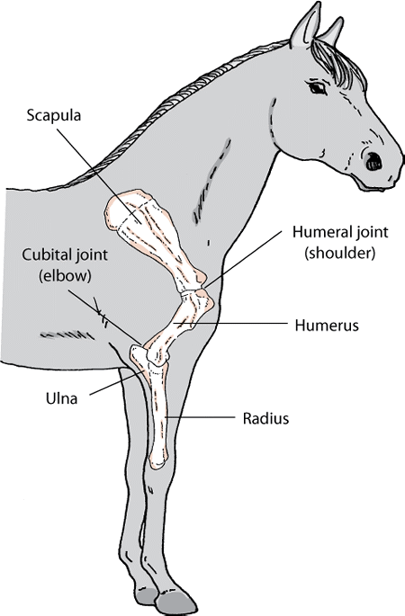 Diagram of the shoulder and elbow of a horse