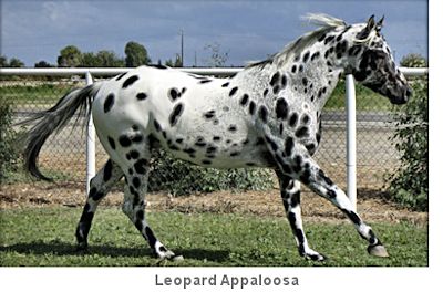 Leopard appaloosa