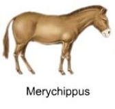 Merychippus, a horse that lived 20 million years ago
