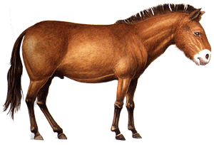 Miohippus, a horse that lived 30 million years ago