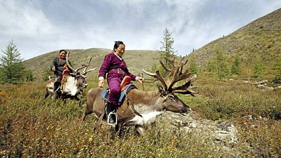 Mongolian reindeer