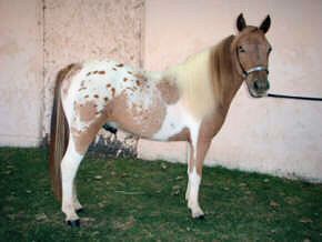 Pintaloosa pony