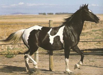 Basuto Pony