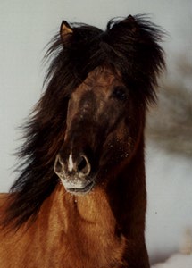 Priore, a famous Aegidienberger stallion
