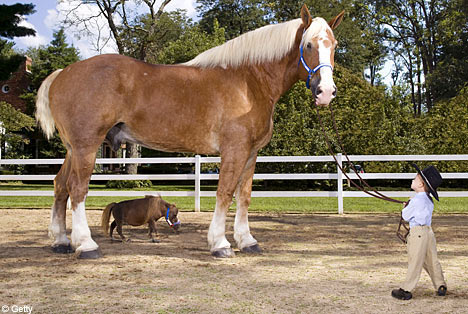 Preifer's Radar shown with Thumbelina, the smallest living horse