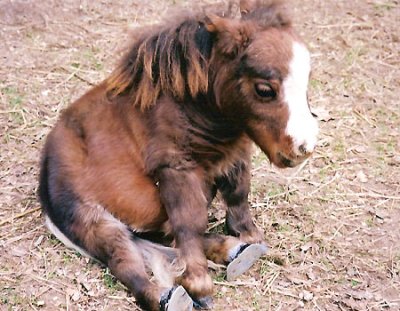 Thumbelina, the smallest horse in the world