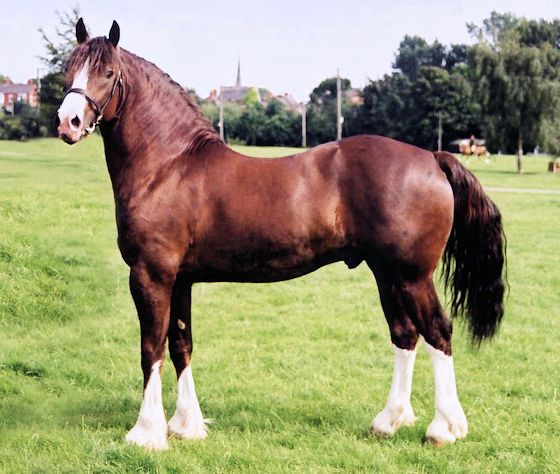 Welsh Pony Photo