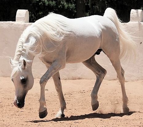 White Arabian horse