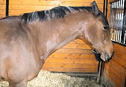 Right side of horse