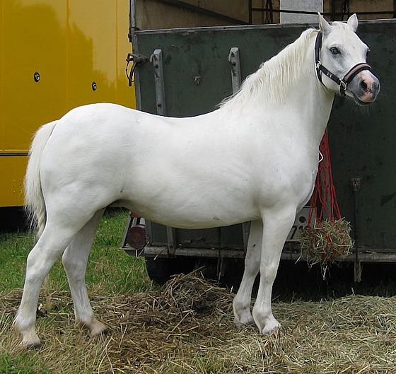 Welsh Pony Photo