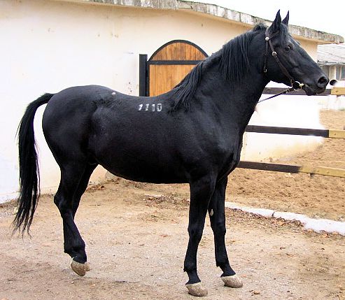 Wild Danubian horse picture