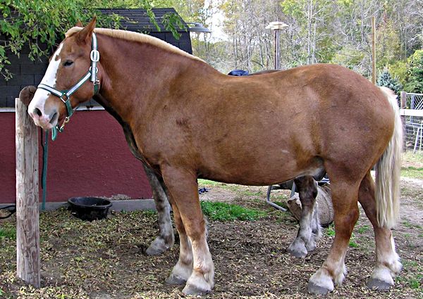 Belgium Draft Horse picture